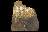 Paleocene Fossil Fruit (Palaeocarpinus) - North Dakota #97926-1
